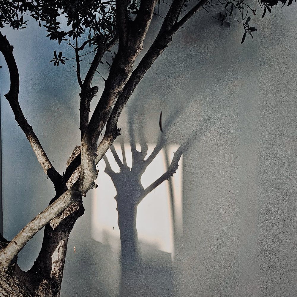 Album cover Sirsé - lullaby for a tree / chiaroscuro